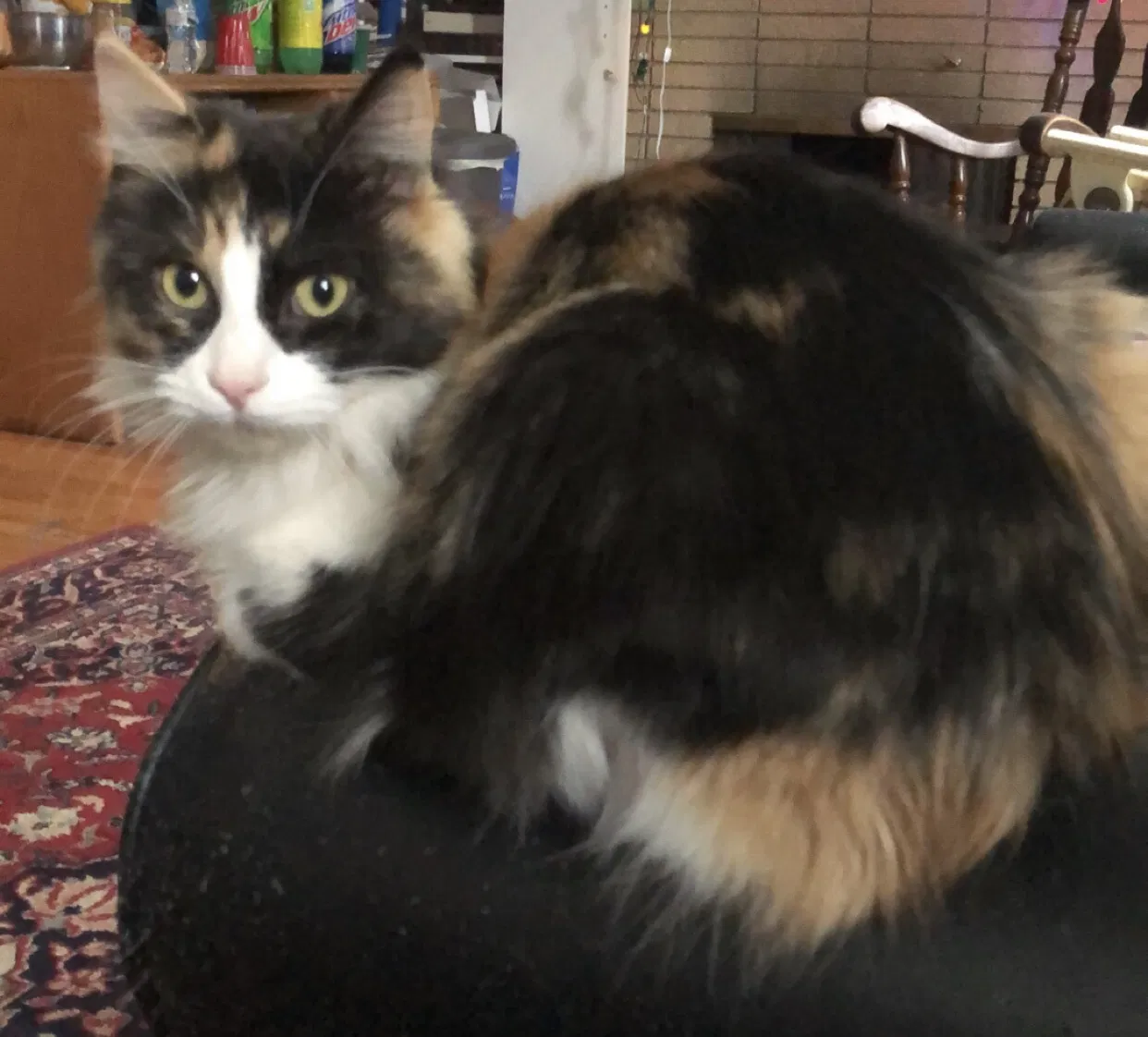 Lost cat in Richland, MI, 49083