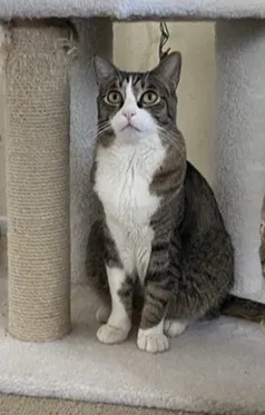 Lost cat in Las Vegas, NV, 89178