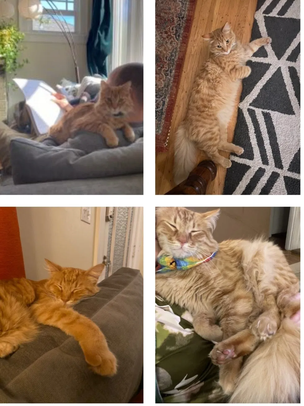 Lost cat in Vancouver, WA, 98661
