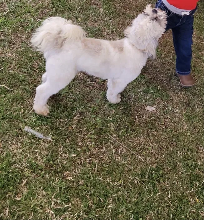 Lost dog in Oklahoma City, OK, 73119