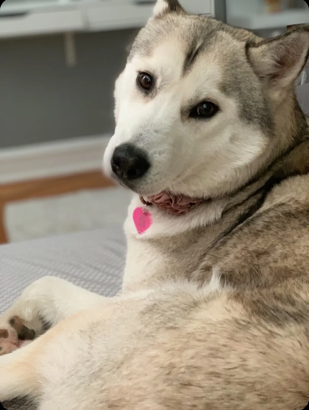 Lost dog in Maywood, IL, 60153