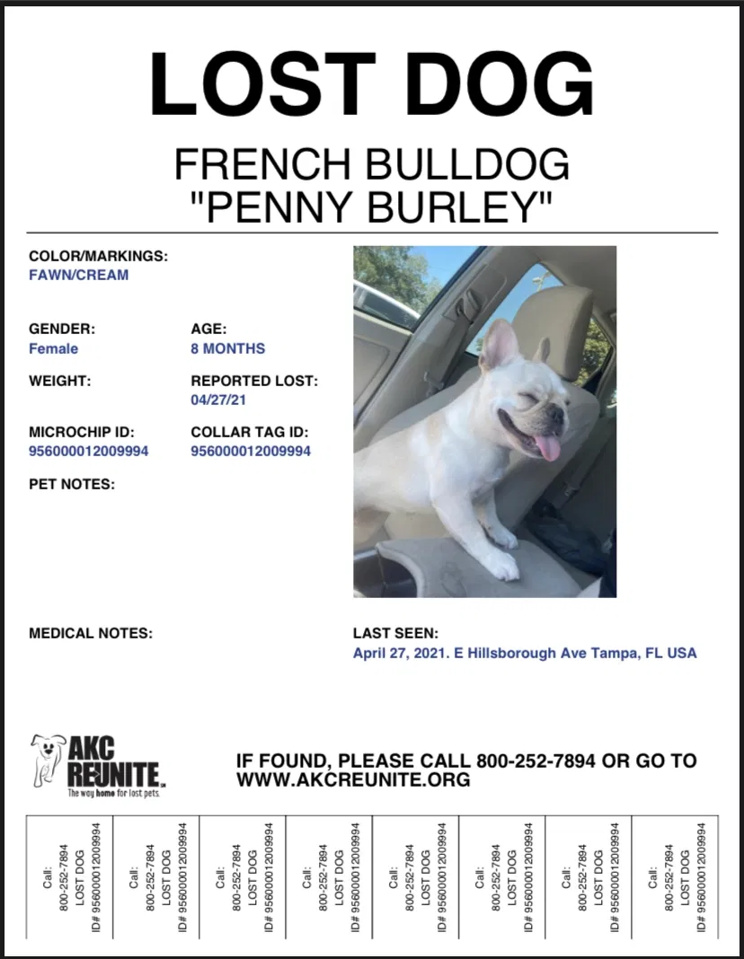 Lost dog in Tampa, FL, 33604