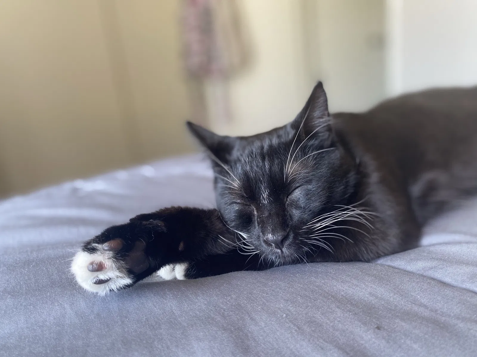 Lost cat in Fresno, CA, 93727