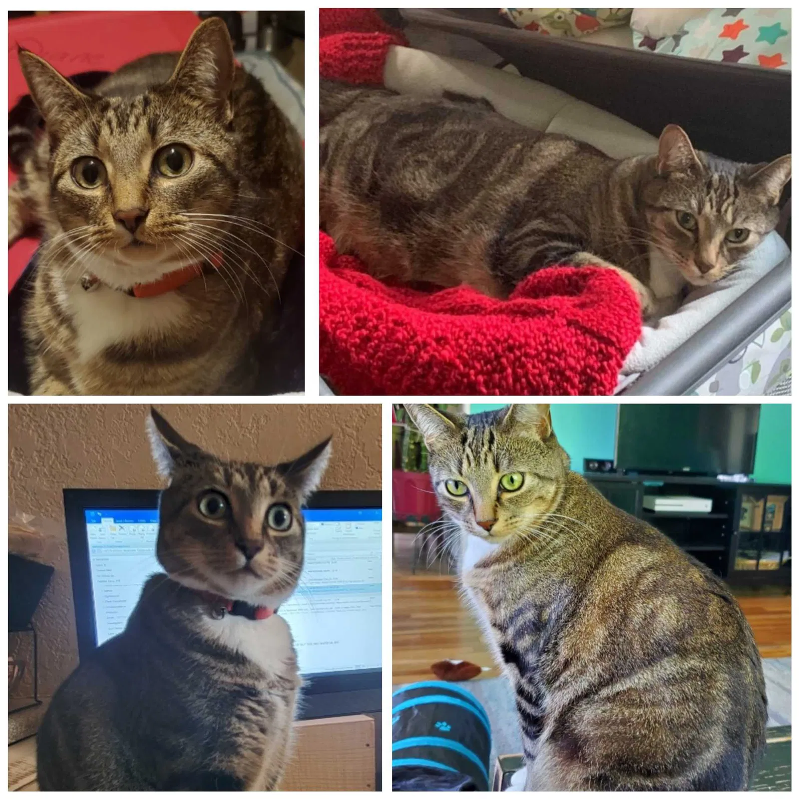 Lost cat in Tacoma, WA, 98404