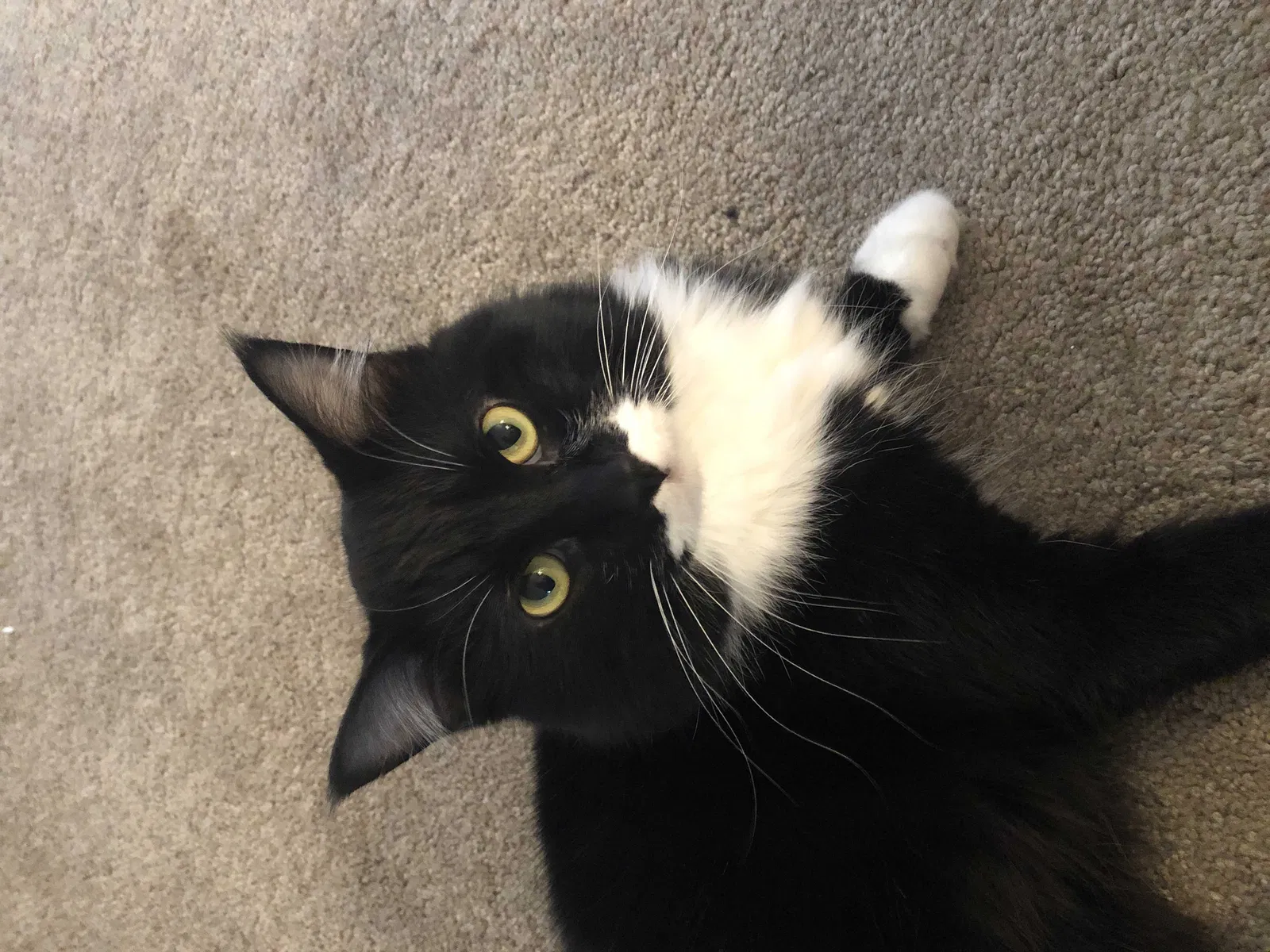 Lost cat in Mooresville, NC, 28115