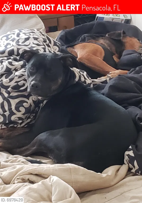 Lost dog in Pensacola, FL, 32506