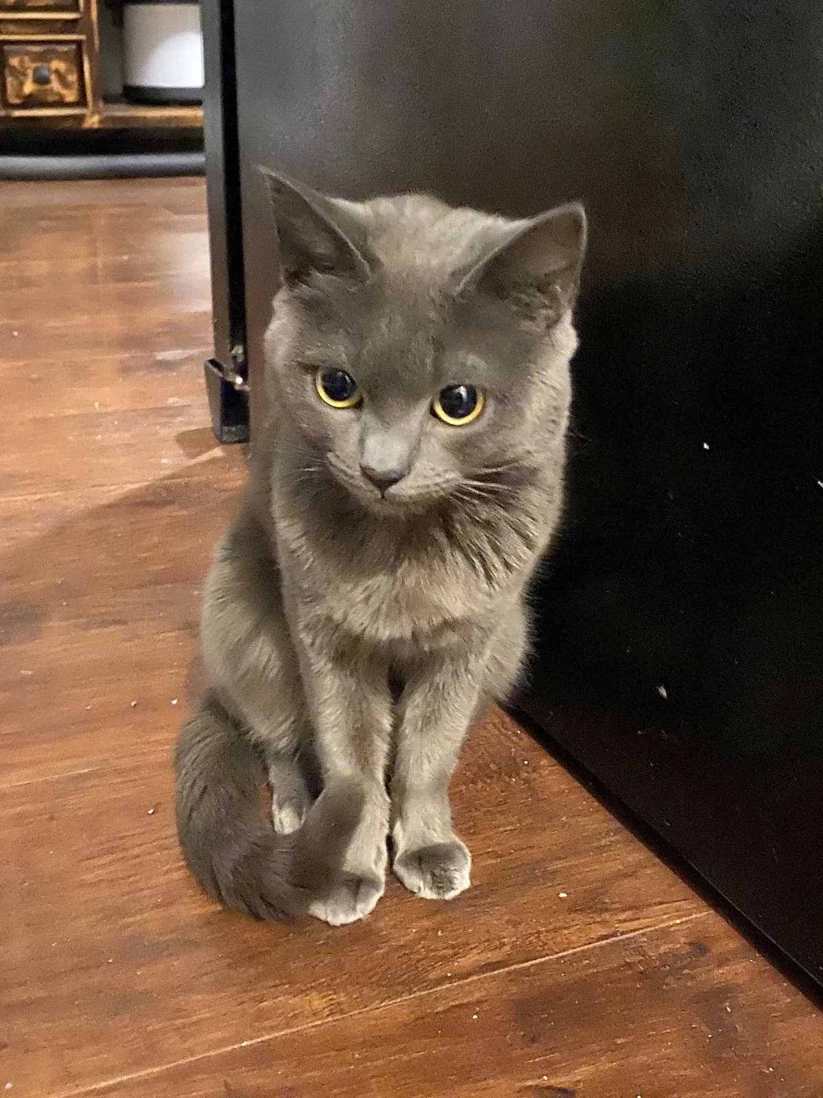 Lost cat in Worcester, MA, 1604