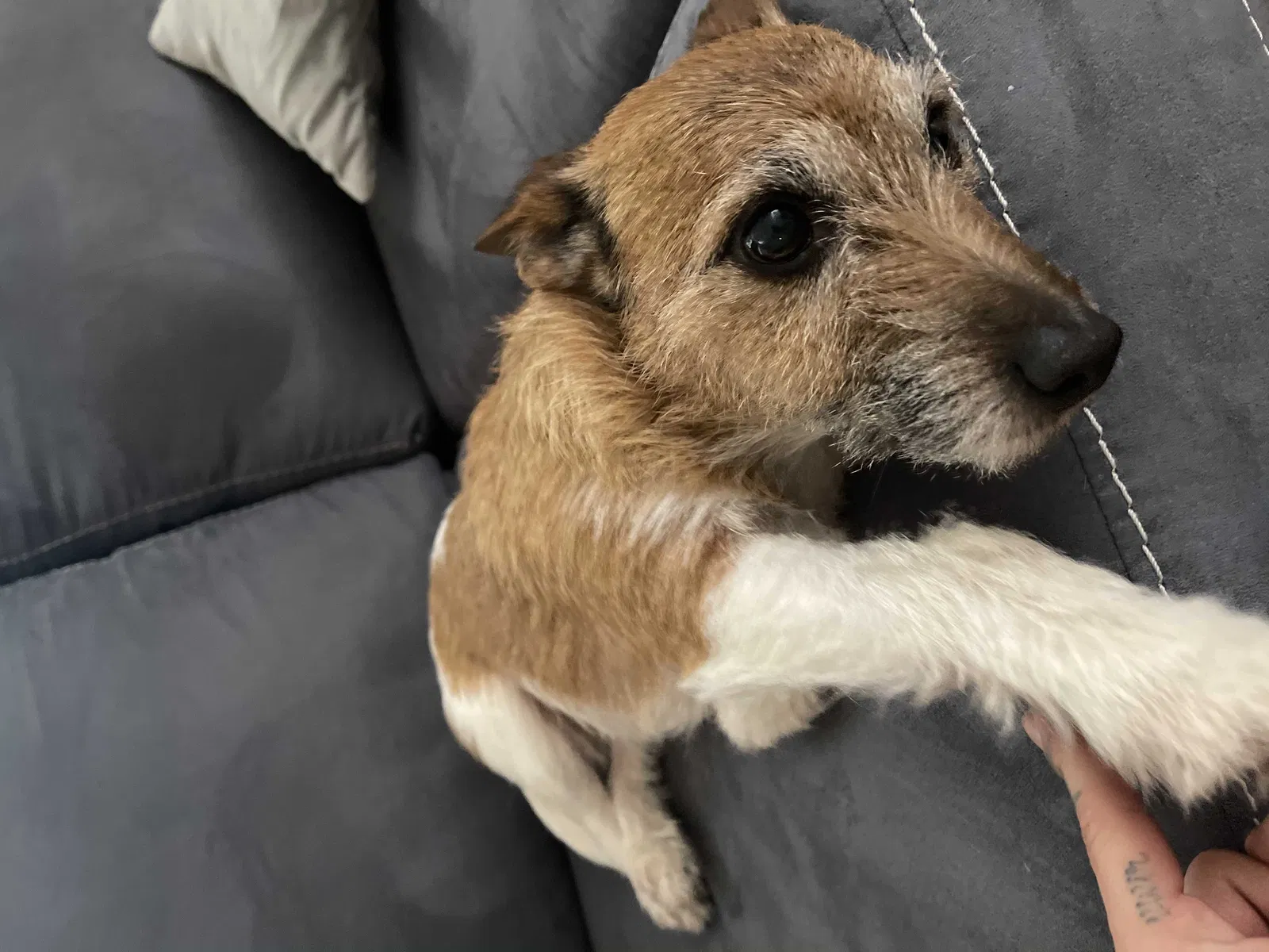Lost dog in Glendale, CA, 91202