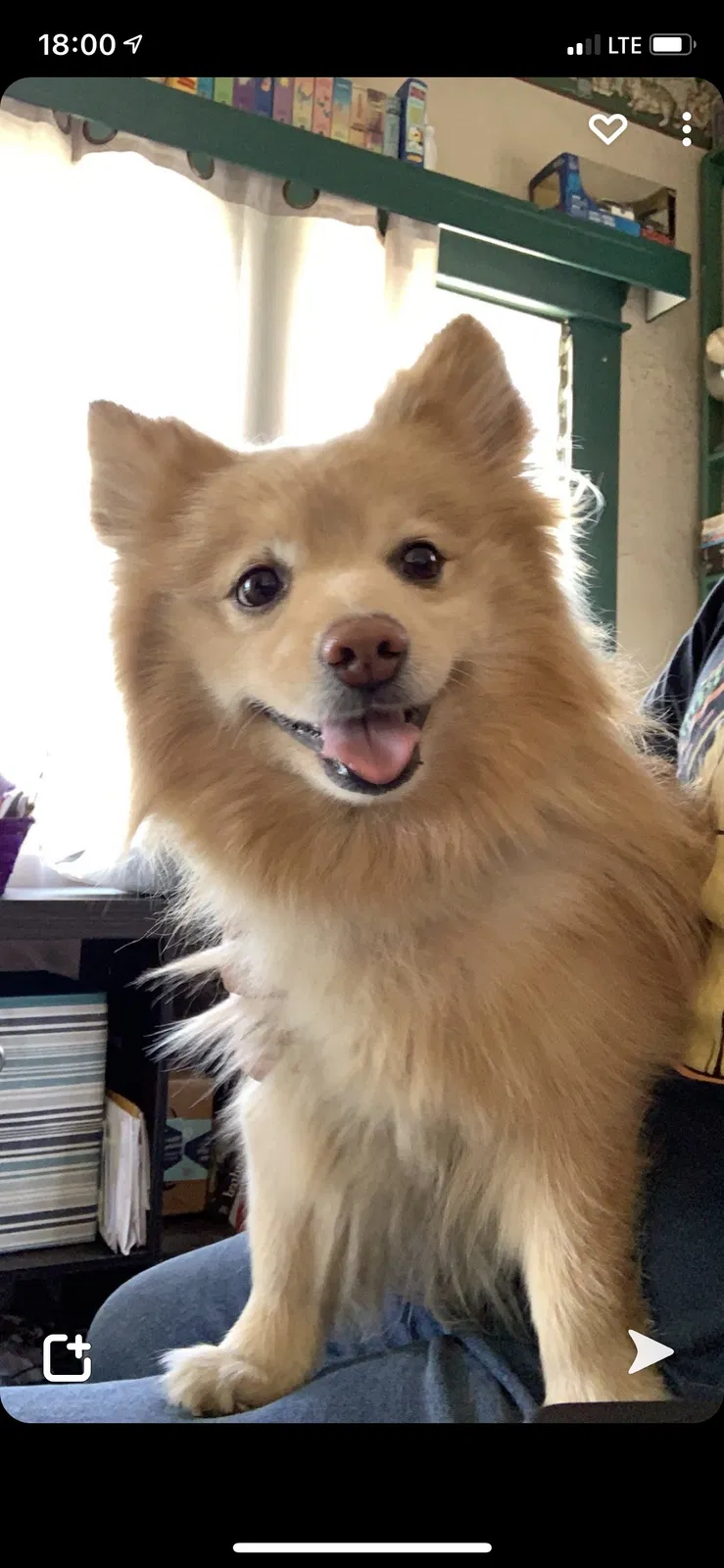 Lost dog in Los Angeles, CA, 90011