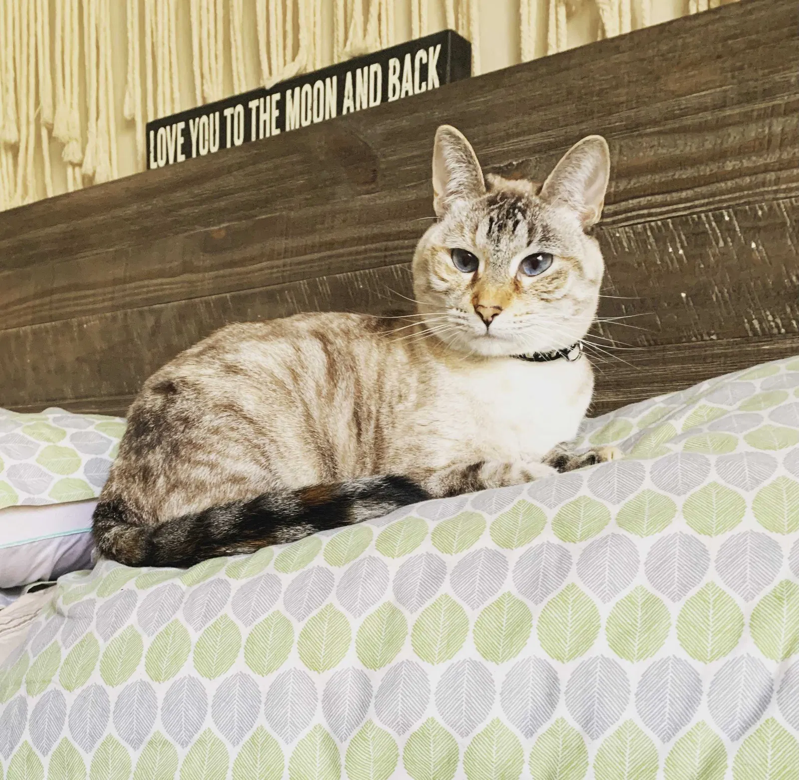 Lost cat in Huntington Beach, CA, 92647