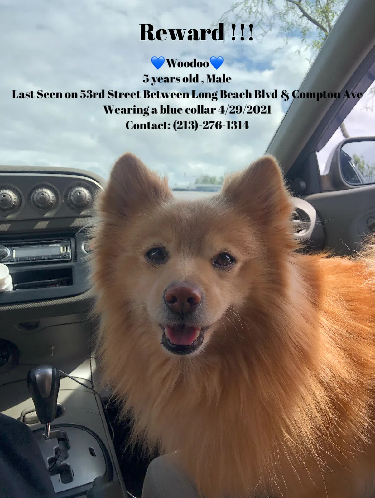 Lost dog in Los Angeles, CA, 90003