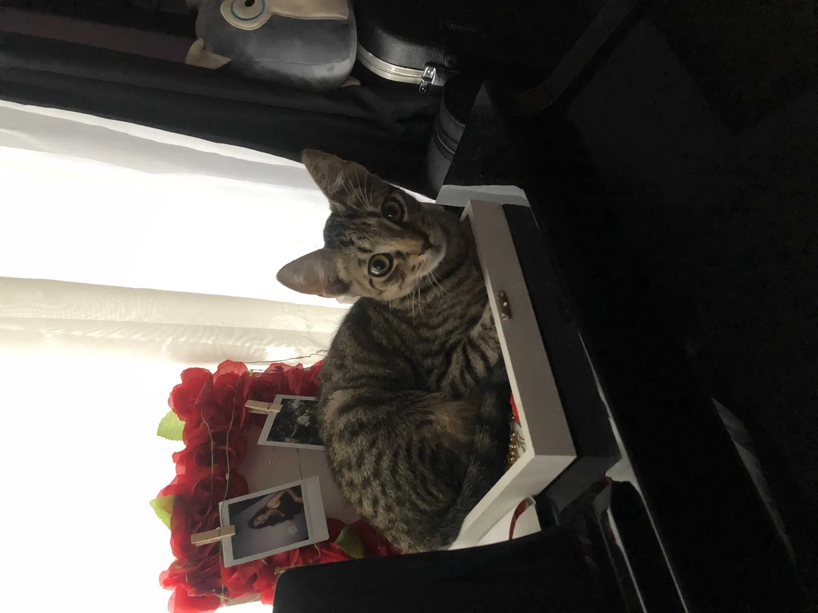 Lost cat in Port Saint Lucie, FL, 34953