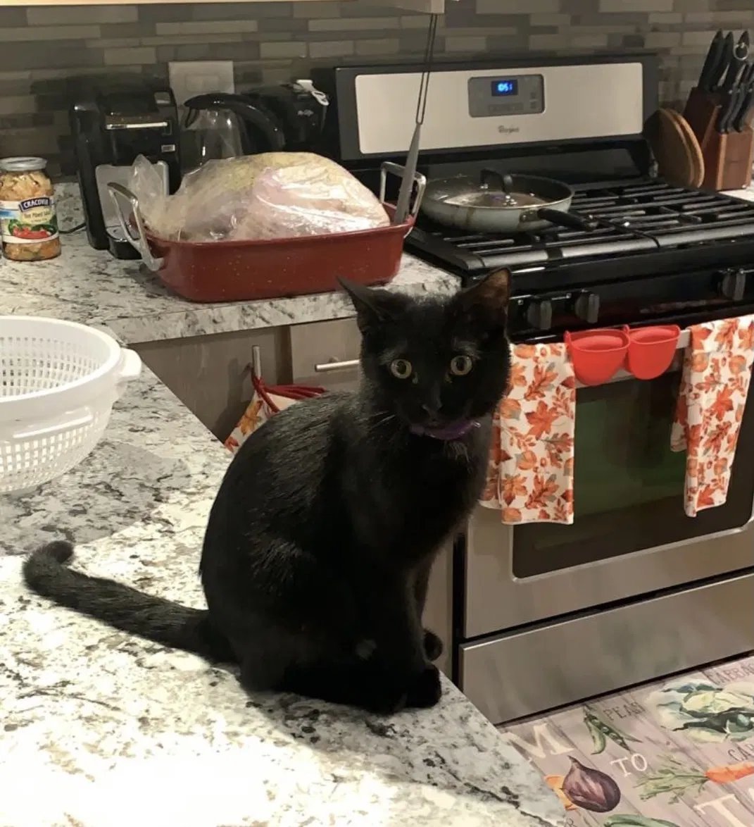 Lost cat in Chicago, IL, 60634