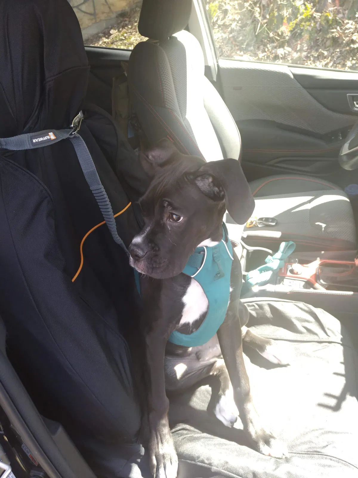 Lost dog in Chattanooga, TN, 37403