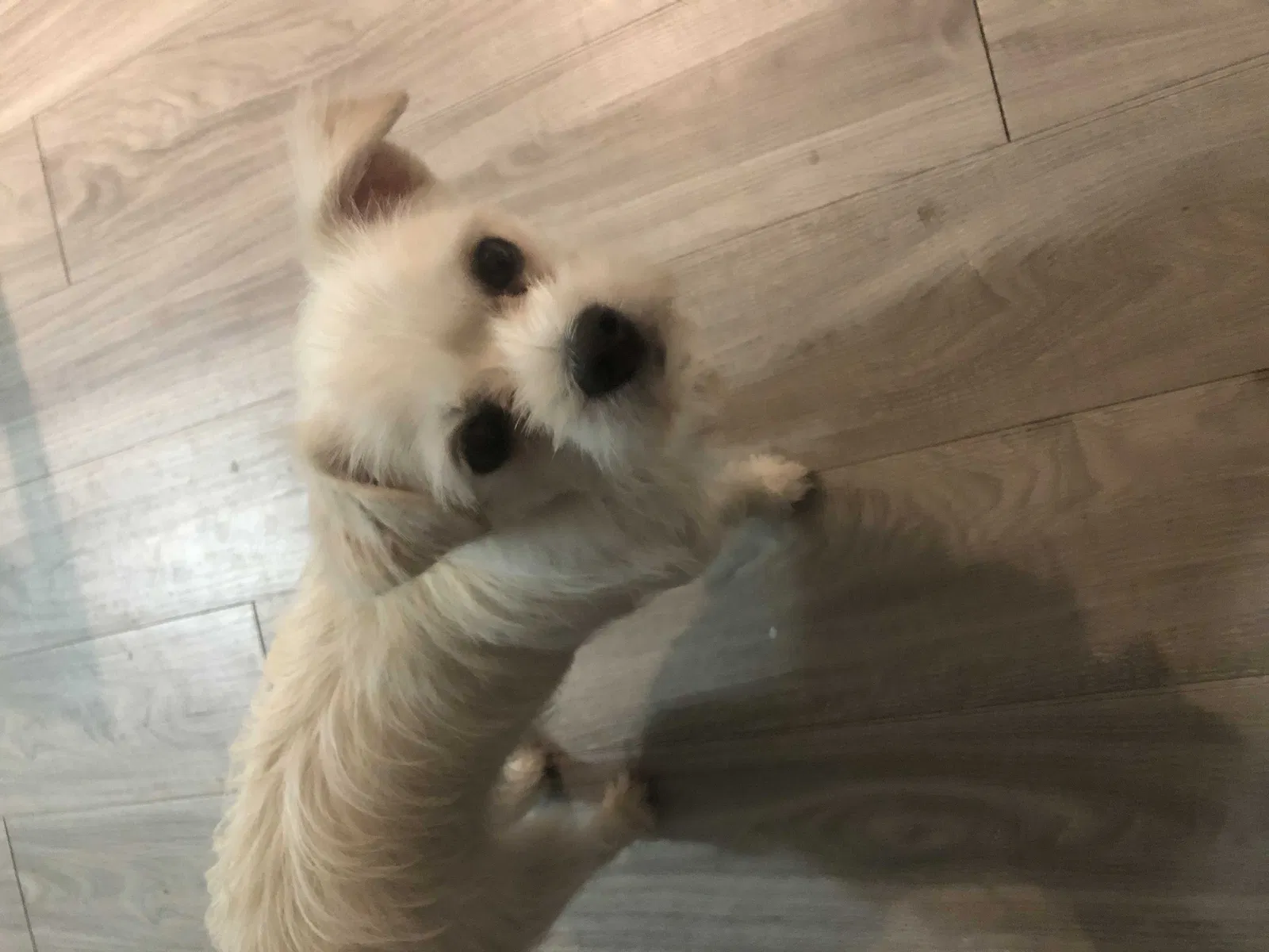 Lost dog in Cumming, GA, 30028