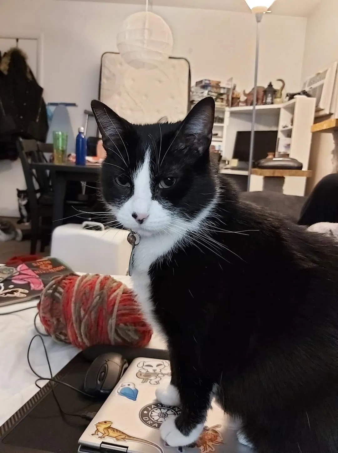 Lost cat in Downers Grove, IL, 60515