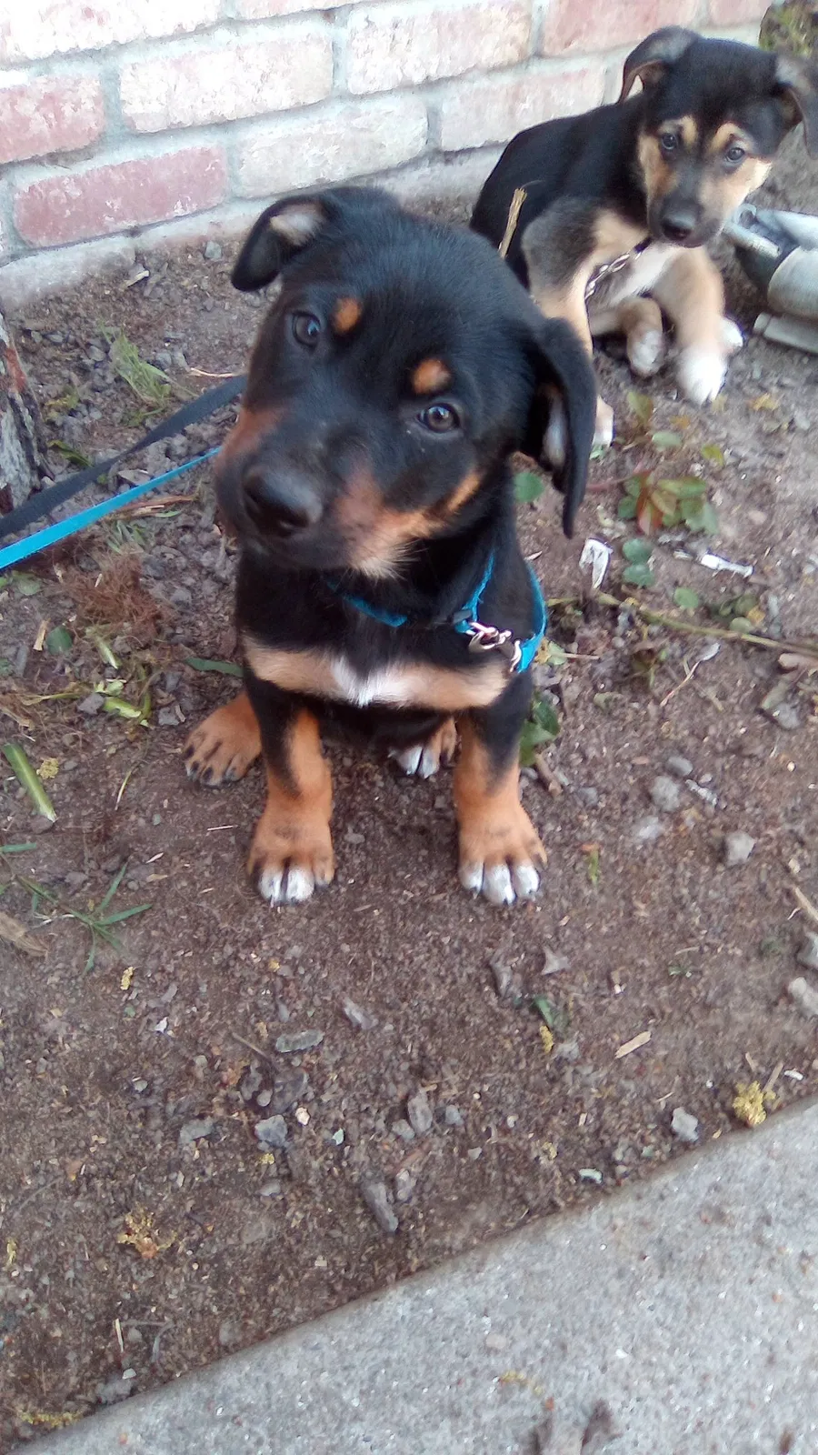 Lost dog in Oakland, CA, 94621