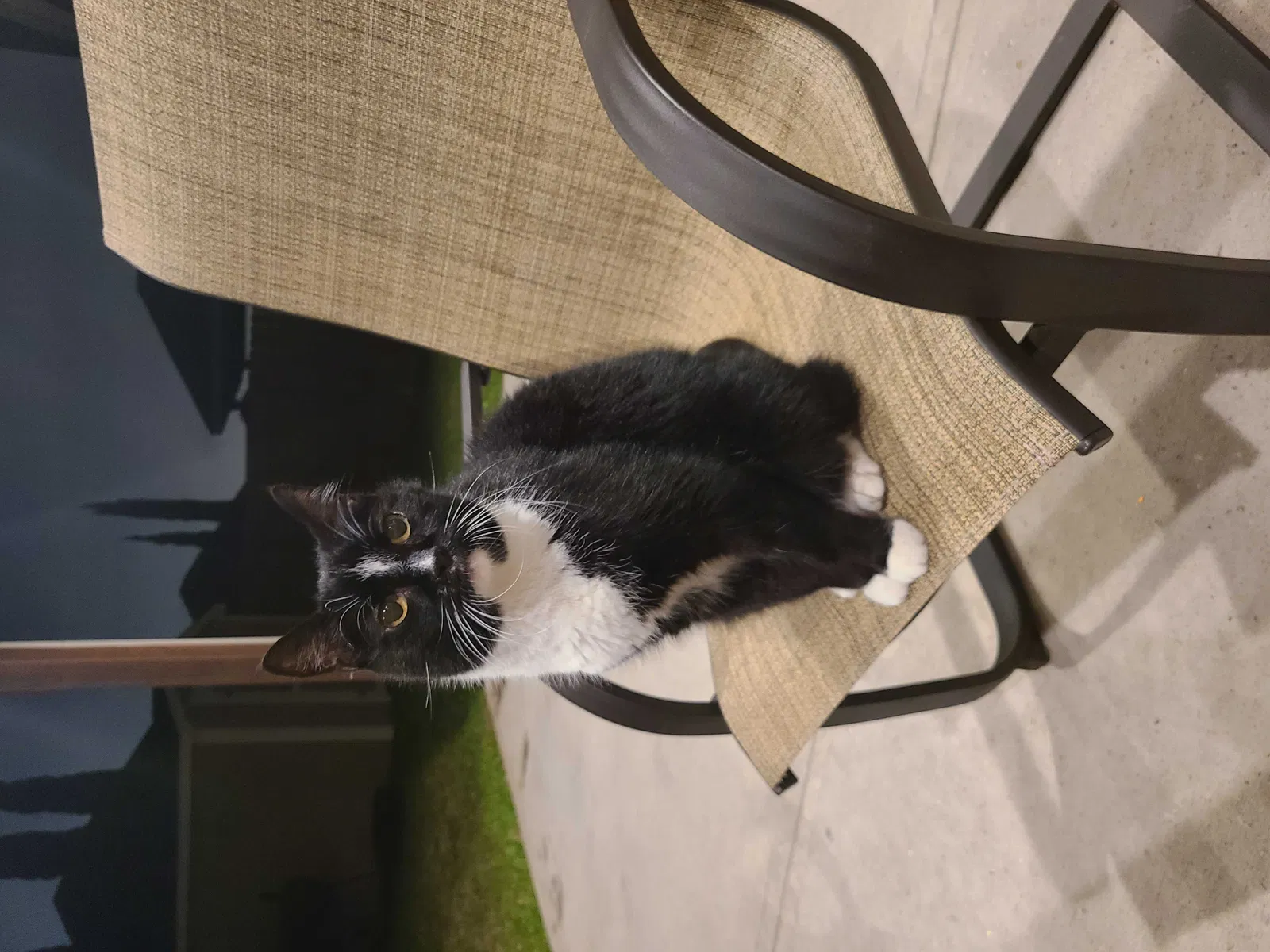 Lost cat in Deer Park, TX, 77536