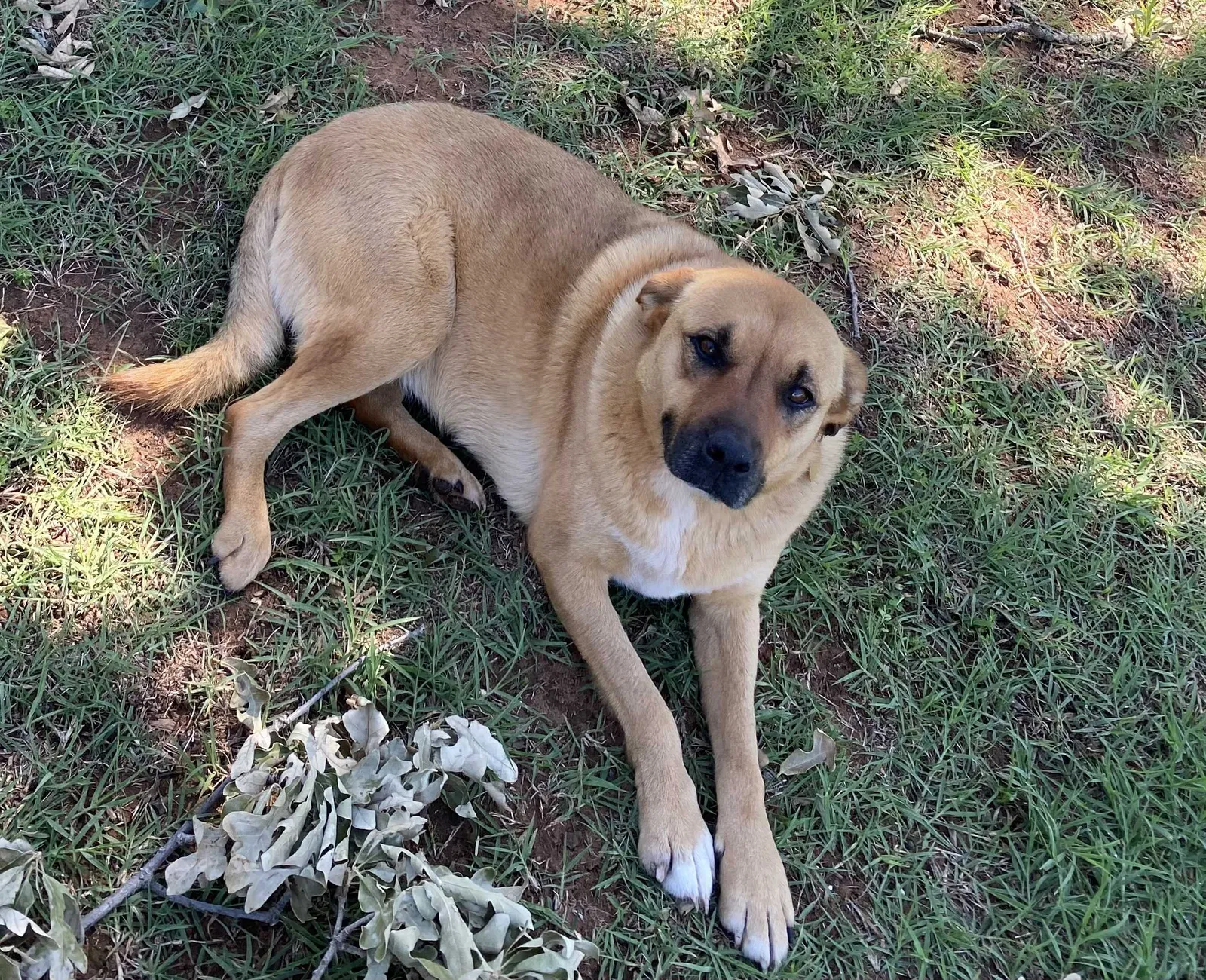Lost dog in Norman, OK, 73072