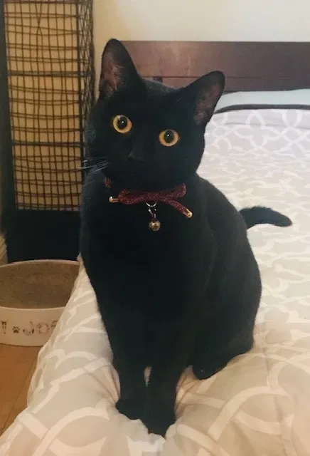 Lost cat in Palos Verdes Peninsula, CA, 90274