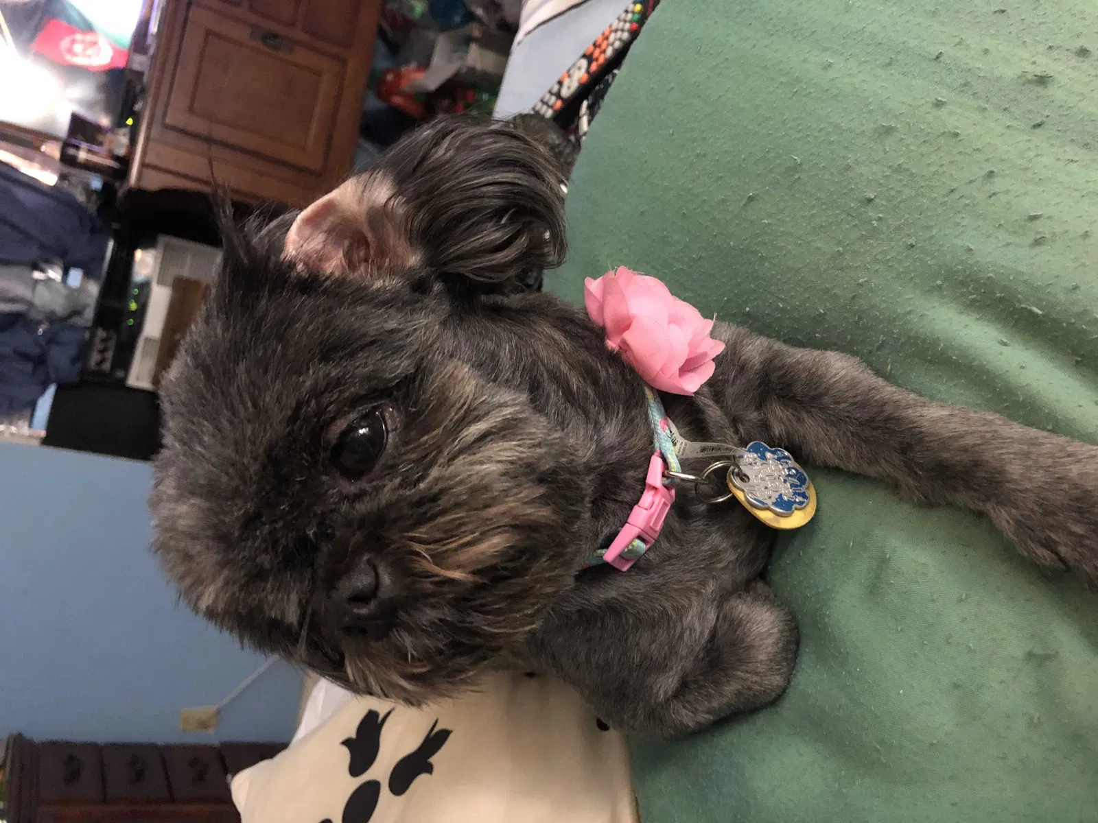 Lost dog in New Orleans, LA, 70116