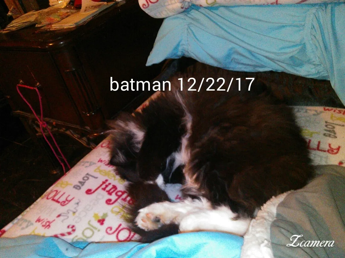 Lost cat in Unknown, MN, 0