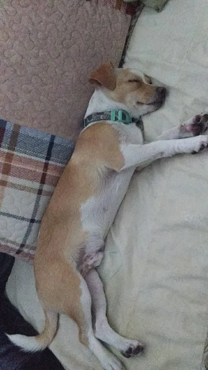 Lost dog in Los Angeles, CA, 90003