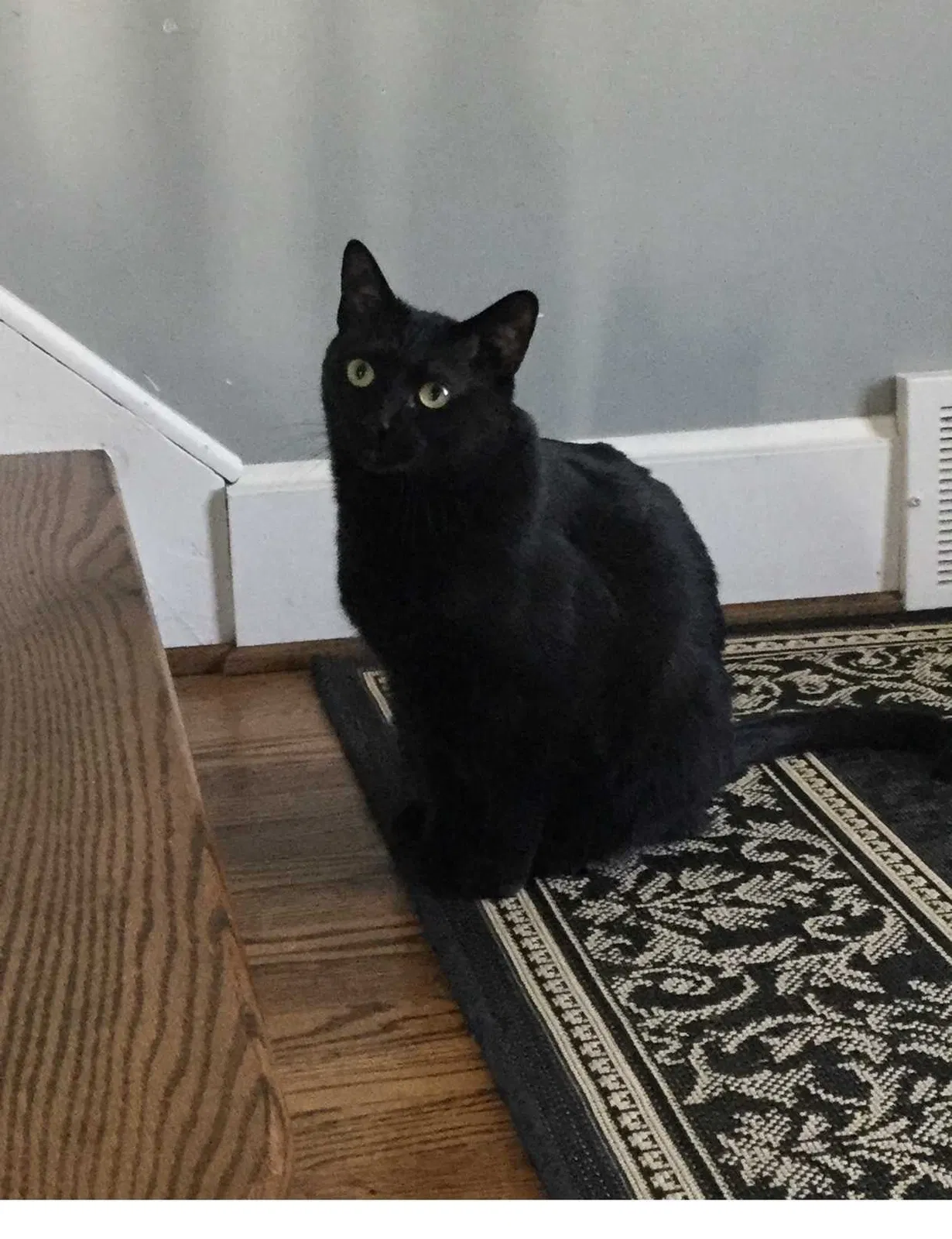Lost cat in Birmingham, MI, 48009