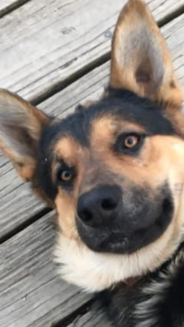 Lost dog in Rock, WV, 24747