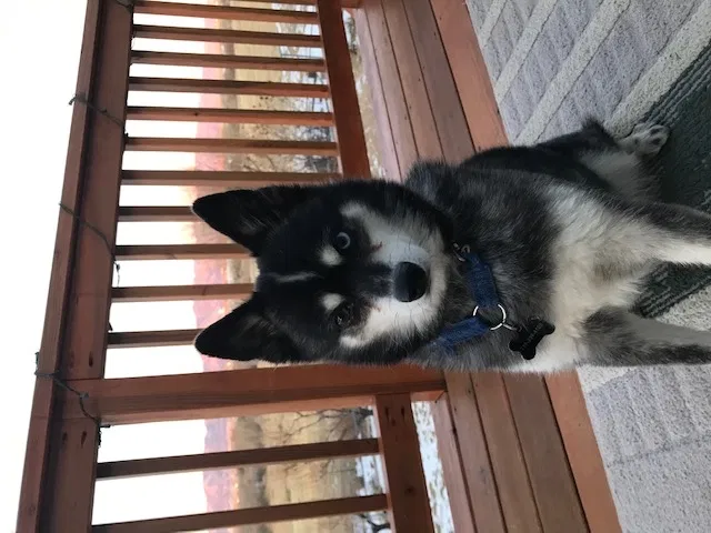 Lost dog in Gordonsville, TN, 38563