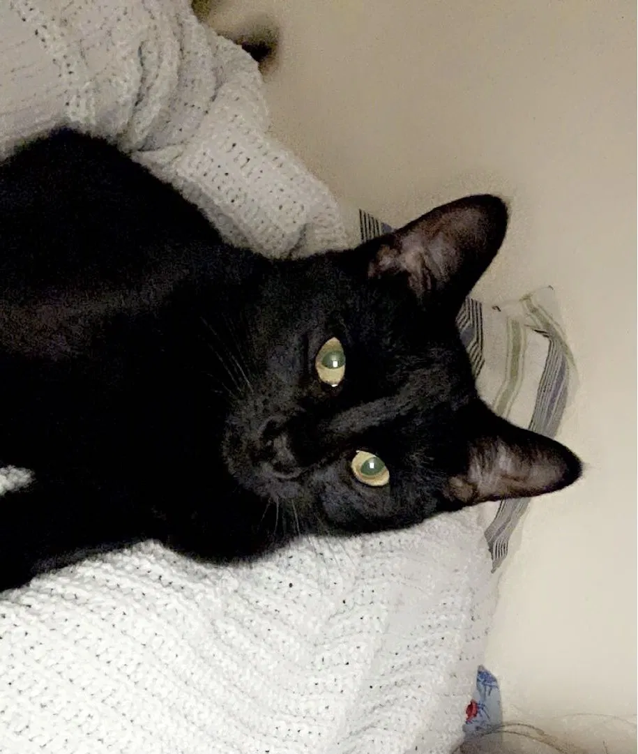 Lost cat in Ogden, UT, 84401