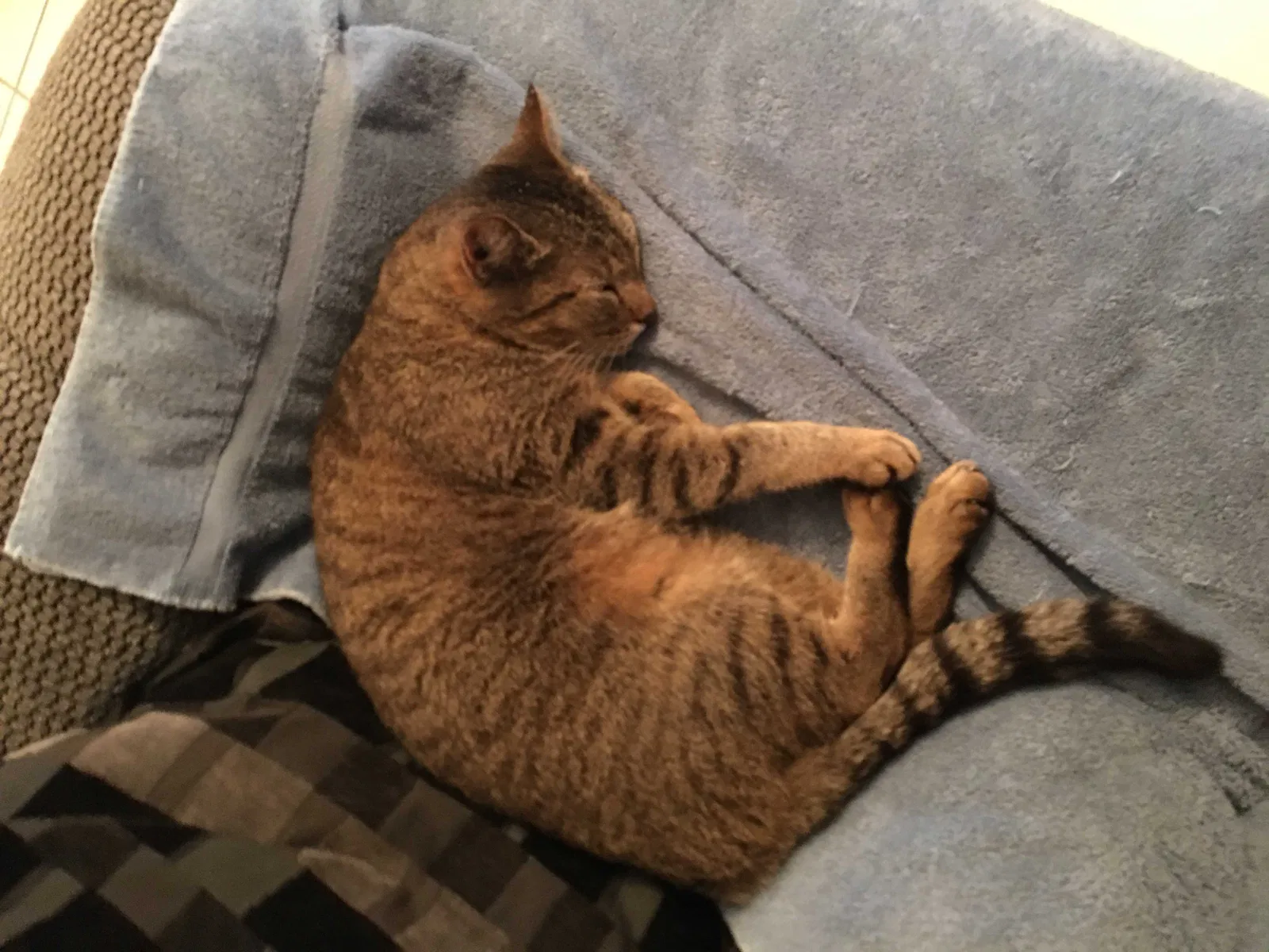 Lost cat in Pompano Beach, FL, 33063