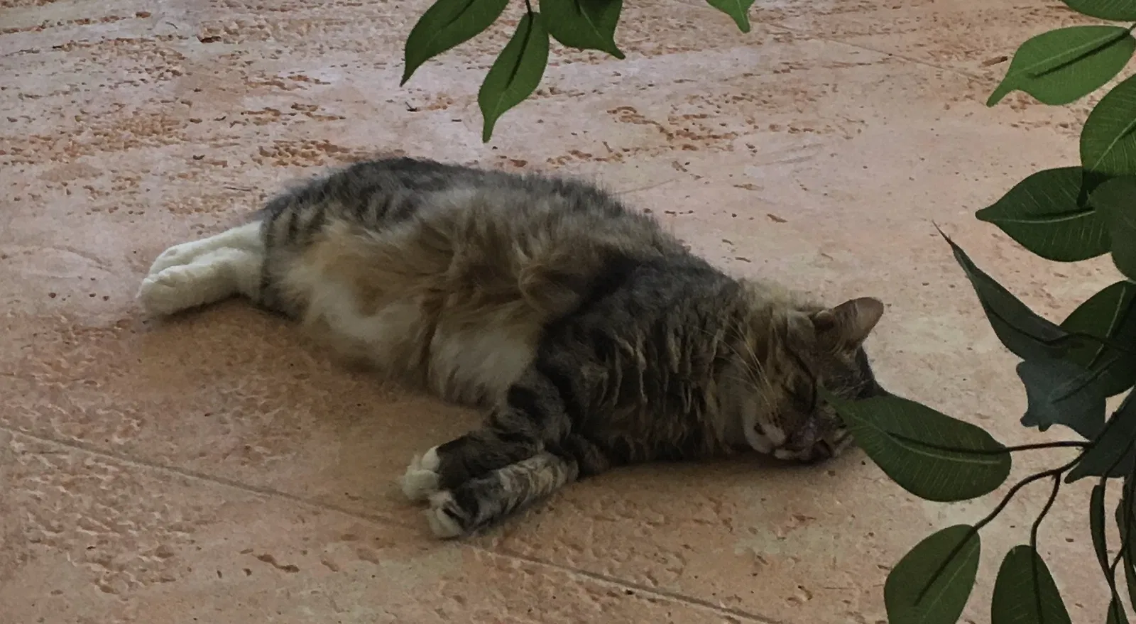 Lost cat in Pompano Beach, FL, 33063