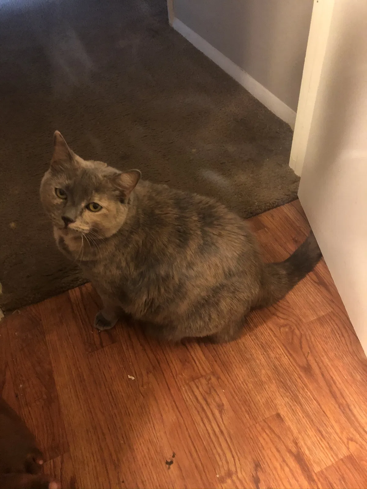 Lost cat in Evansville, IN, 47715