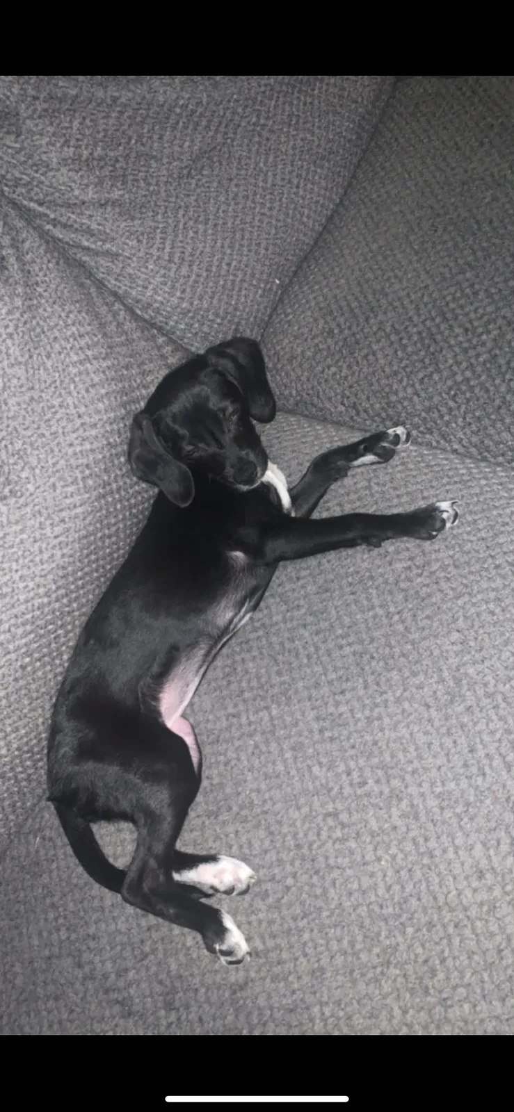 Lost dog in Bolingbrook, IL, 60490