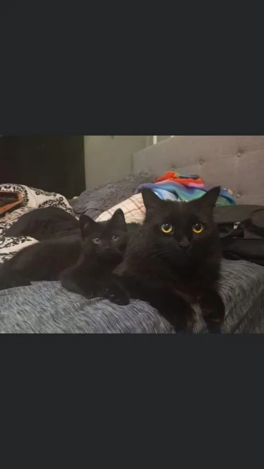 Lost cat in Tiffin, OH, 44883