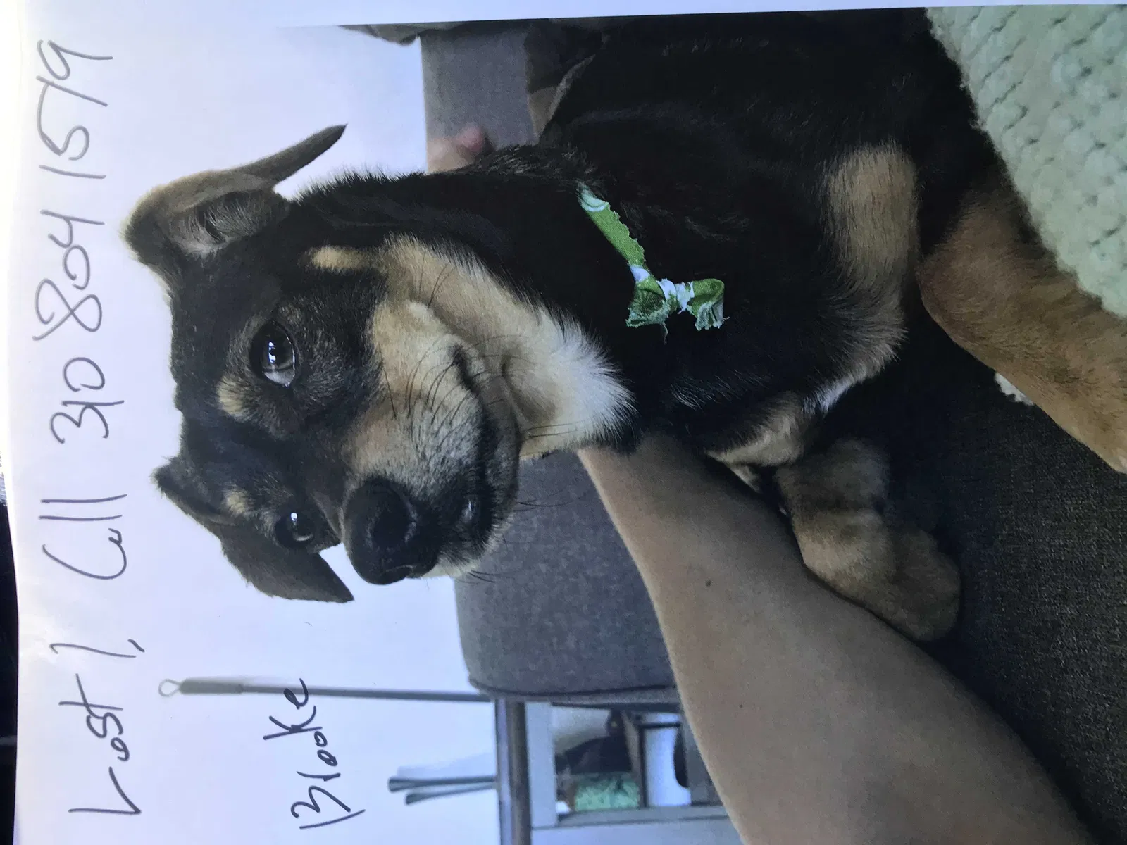 Lost dog in Los Angeles, CA, 90035