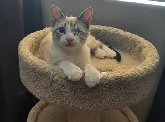 Lost cat in North Las Vegas, NV, 89031