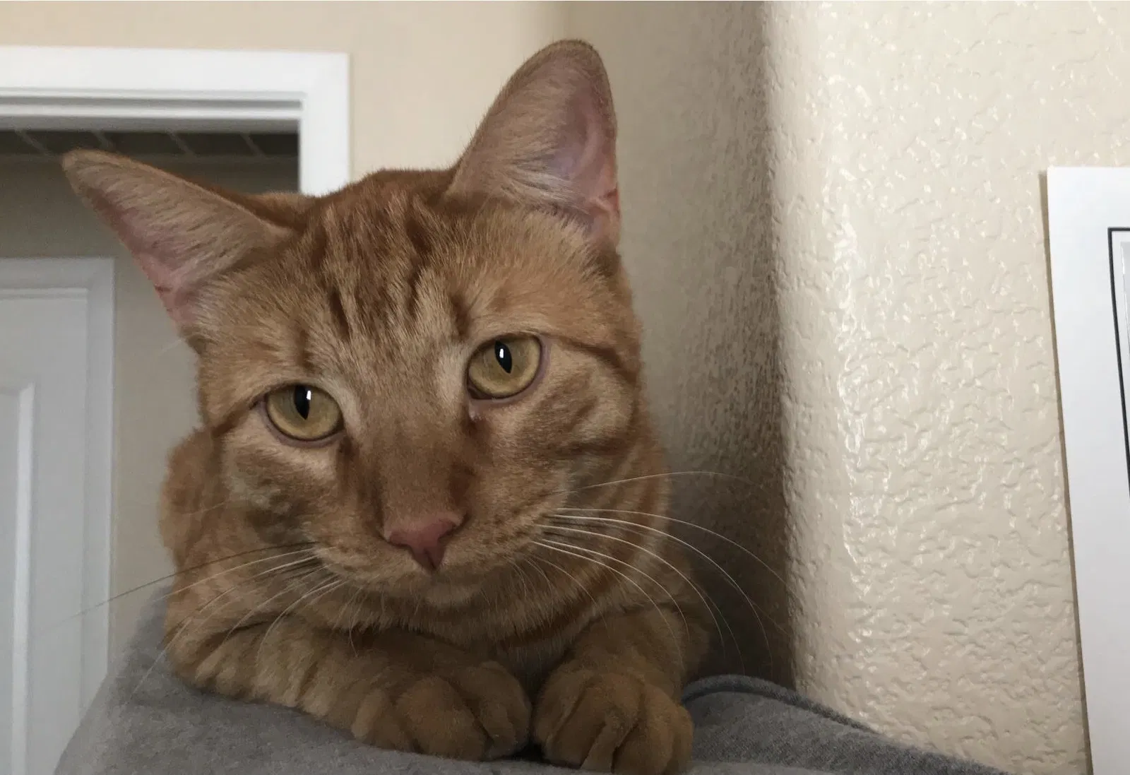 Lost cat in Las Vegas, NV, 89134