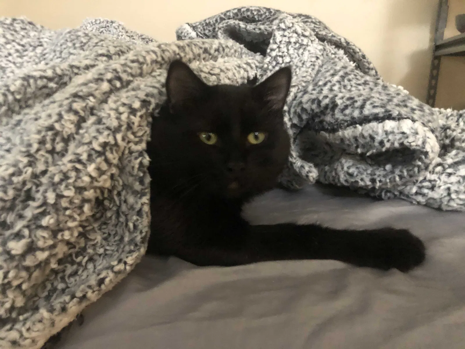 Lost cat in Colorado Springs, CO, 80916