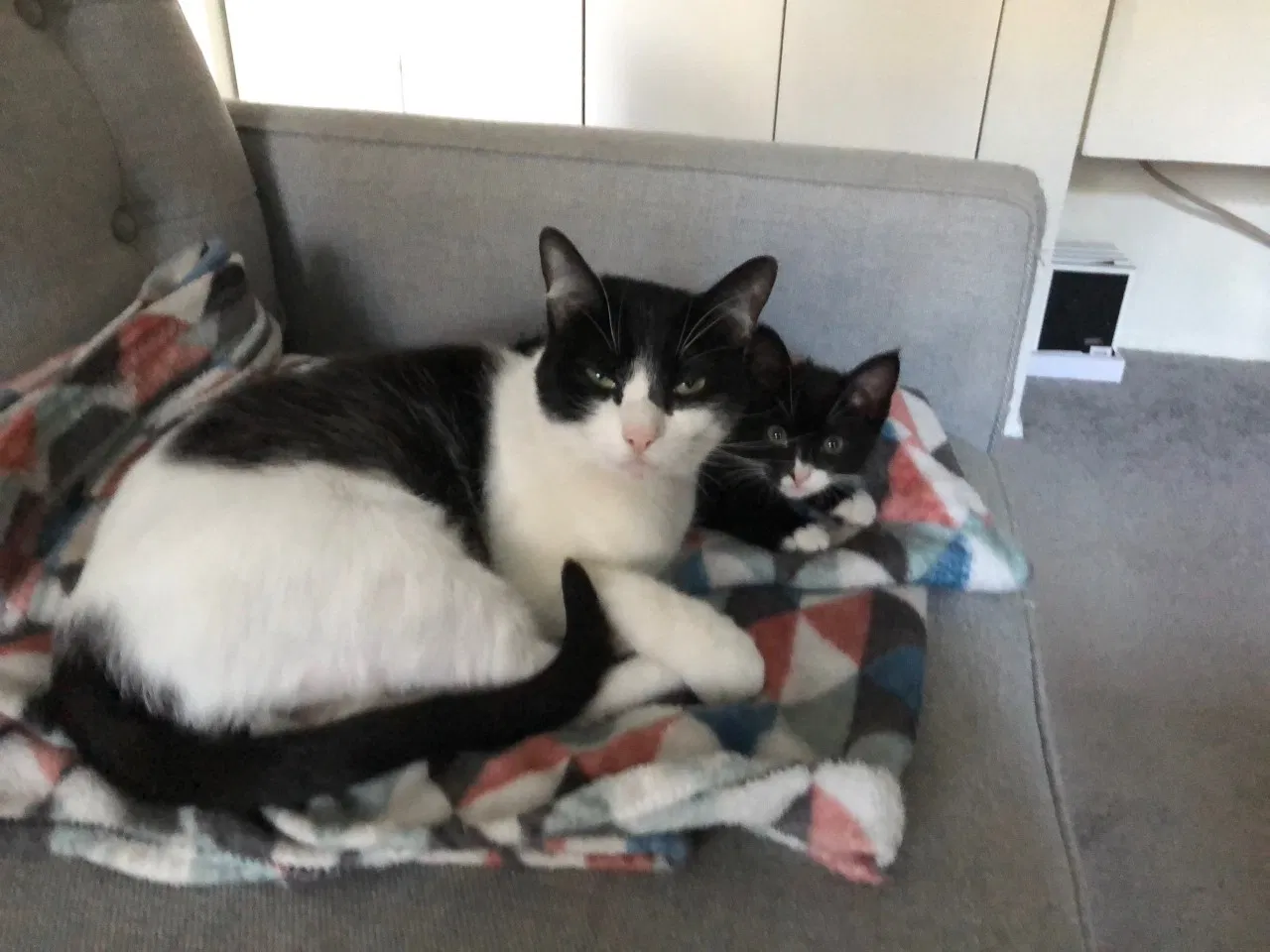 Lost cat in South Pasadena, CA, 91030