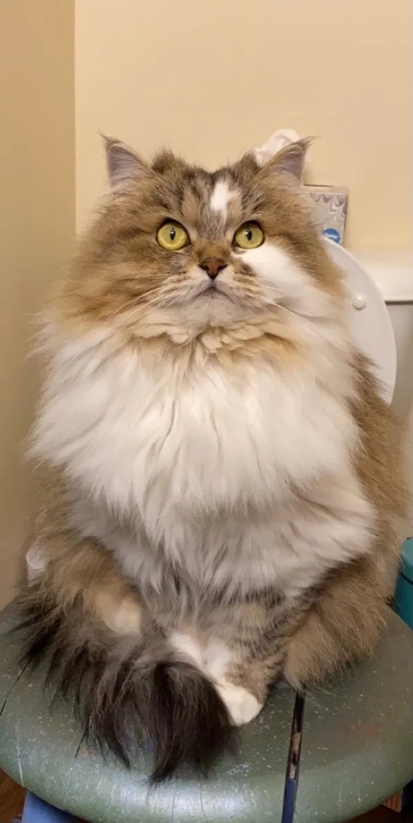 Lost cat in Lake Oswego, OR, 97035