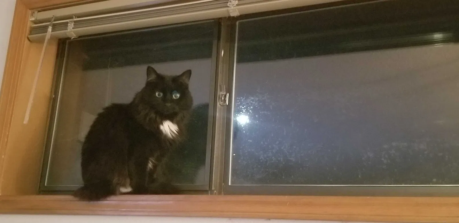 Lost cat in Albuquerque, NM, 87122