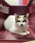 Lost cat in Albuquerque, NM, 87106