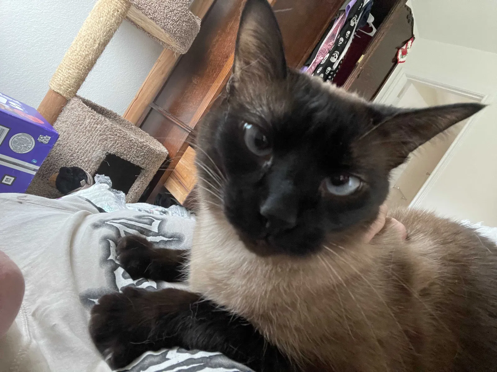 Lost cat in Jarrell, TX, 76537