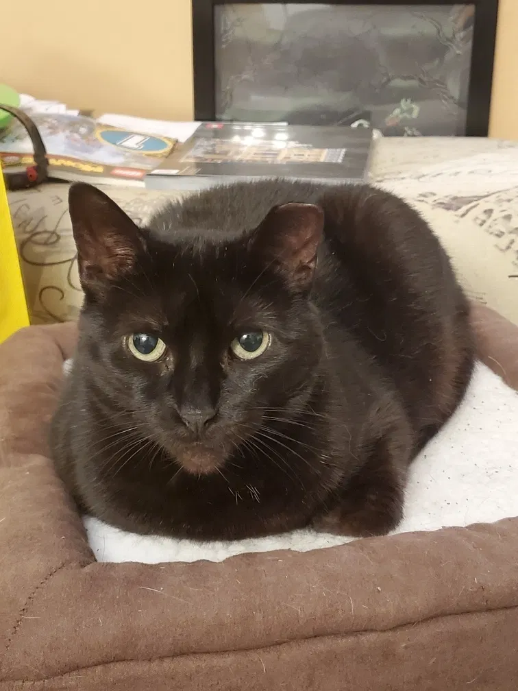 Lost cat in Patchogue, NY, 11772