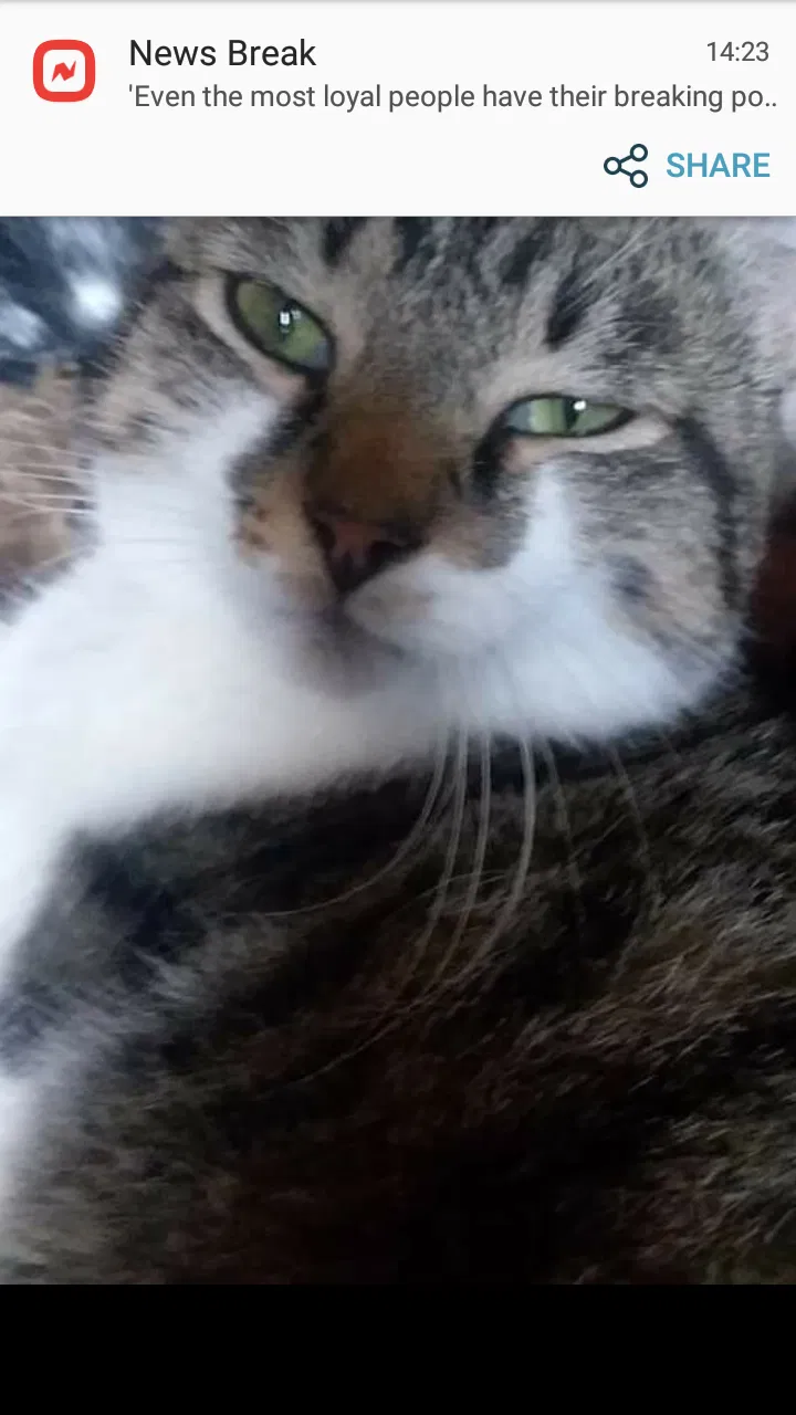 Lost cat in Canfield, OH, 44406
