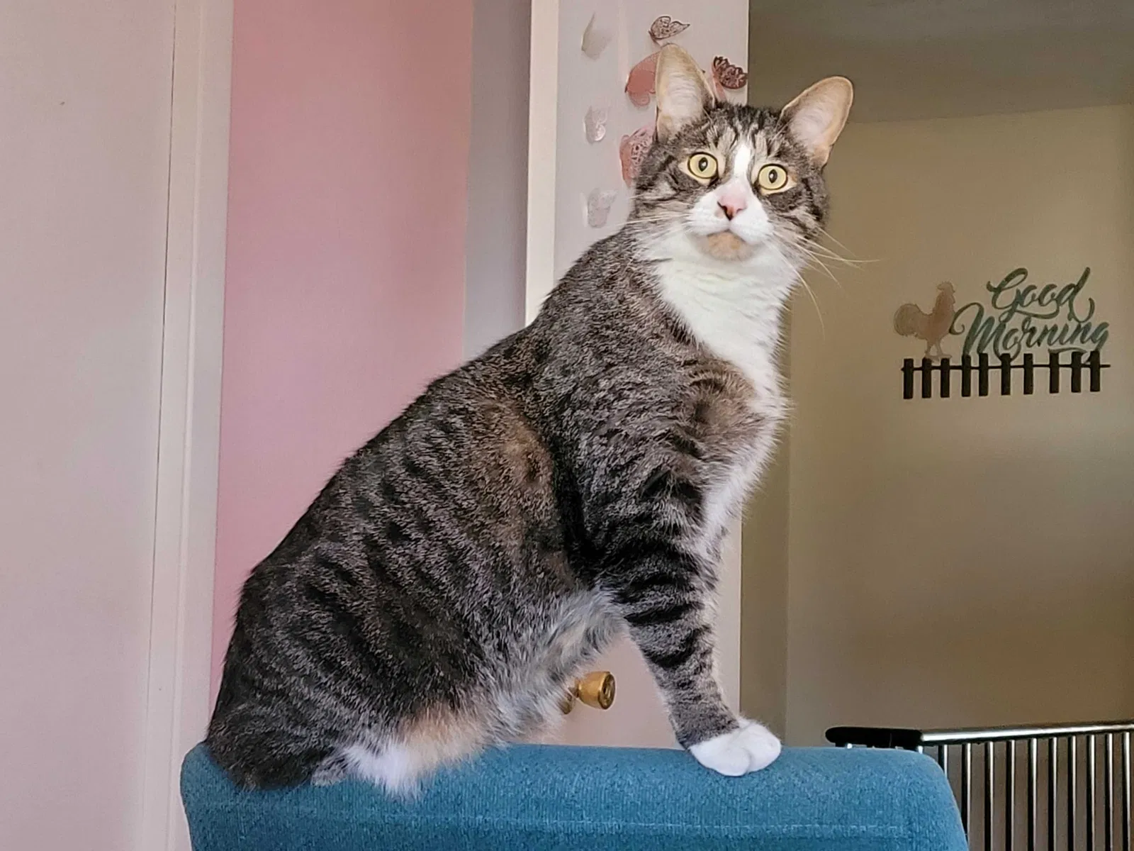 Lost cat in Reynoldsburg, OH, 43068