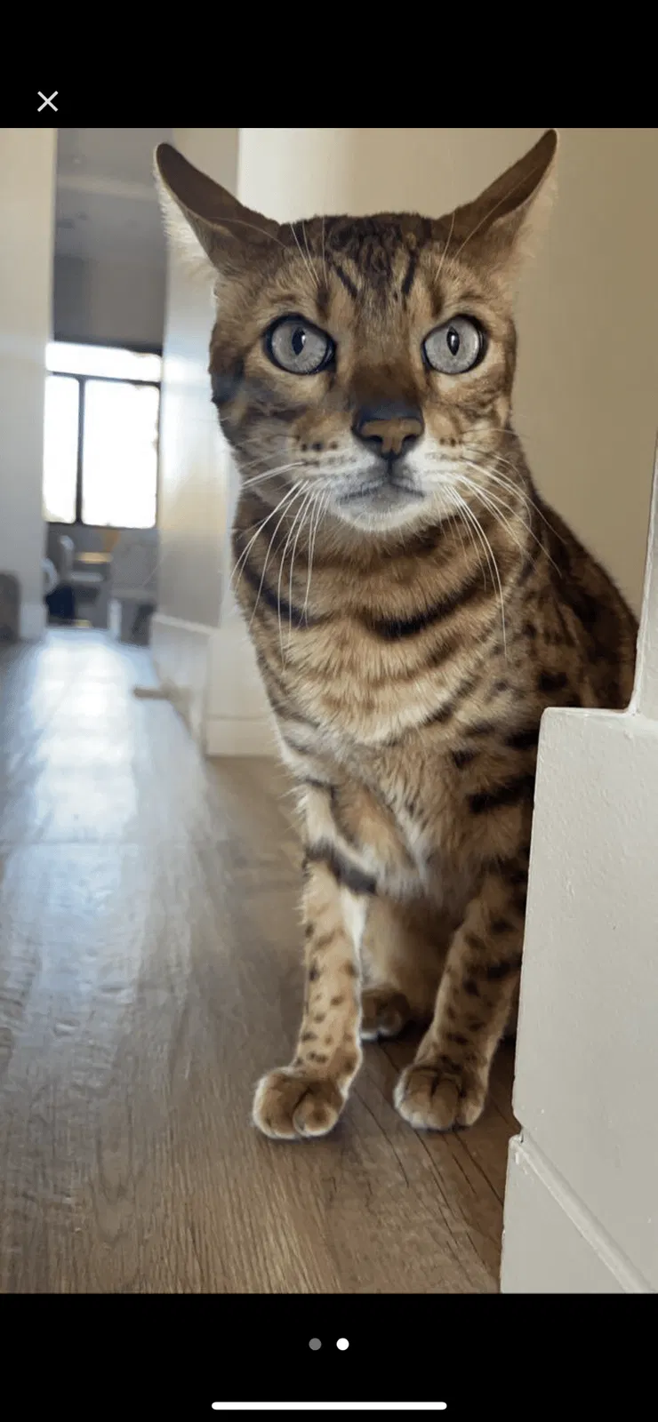 Lost cat in Paradise Valley, AZ, 85253