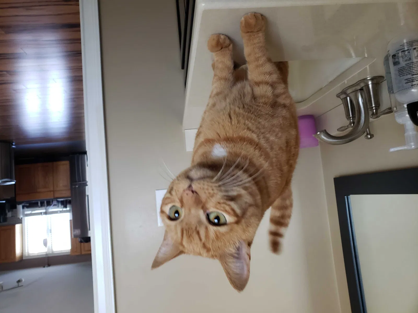 Lost cat in Raynham, MA, 2767